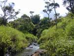 [Black River Gorges National Park]